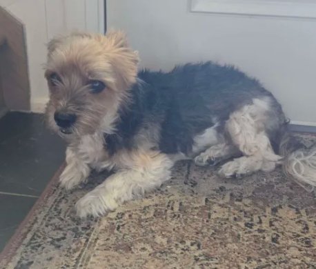 Milo, a small scruffy terrier with a tan face and black-and-tan coat, lying on a rug